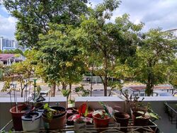 Blk 255 Kebun Baru View (Ang Mo Kio), HDB 3 Rooms #571005811